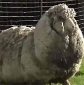 The sheep has a half-meter thick coat