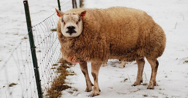 The sheep is particularly both sheep and dog-like