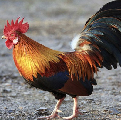 The shocking truths about little chickens think of