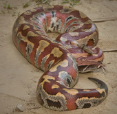 The short, fat red python of Vietnam