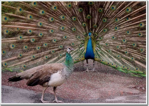 The showy tail does not impress children