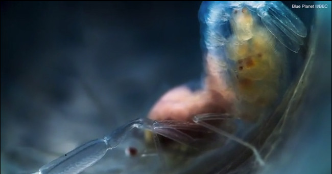 The shrimp are imprisoned for a lifetime in a protective cage