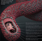 The signs and symptoms of Ebola virus disease
