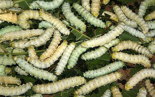 The silkworm transforms the gene that is highly durable