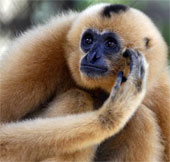 The single primate married for fear of the child was
