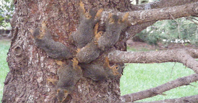 The six squirrels were tied together, identical to the Mouse King in human history