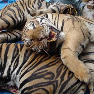 The sixth great extinction of the Earth has begun