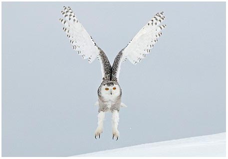 The sixth sense of animals