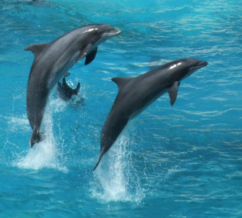 The sixth sense of dolphins