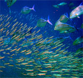 The sixth sense of fish