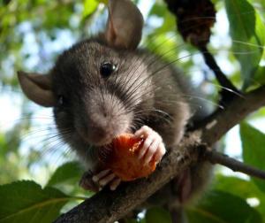 The 'sixth sense' of the brain detects calories