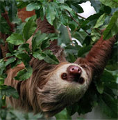The sloths but diligent