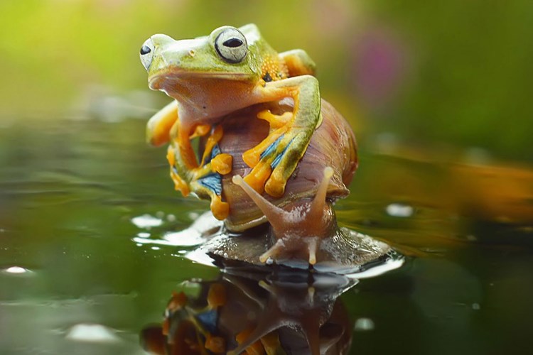 The sly frog slugs piggyback across the lake