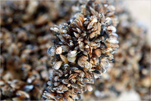 The small but destructive striped striped mussel species