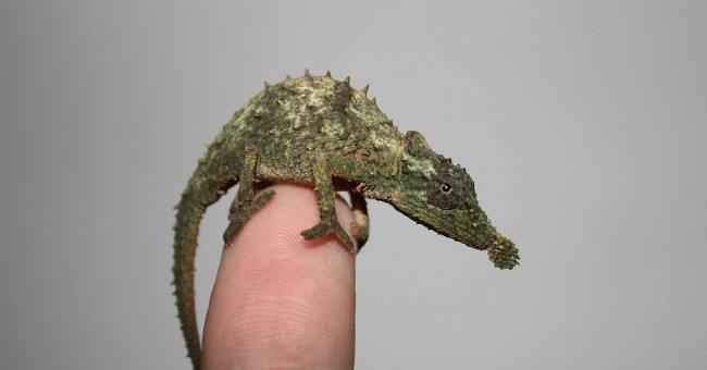 The smaller the chameleon, the stronger the tongue releases