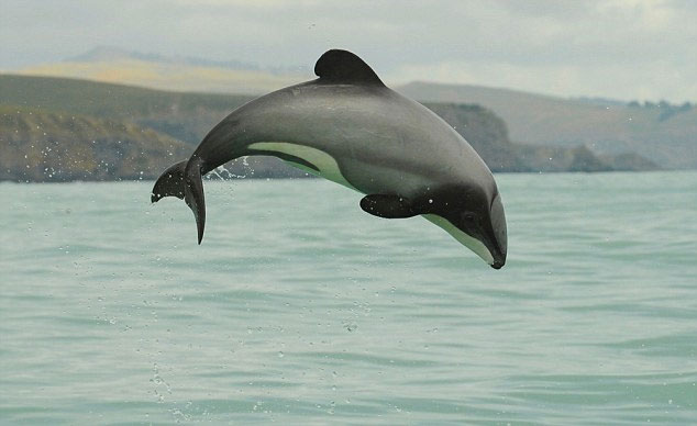 The smallest dolphin on the edge of extinction
