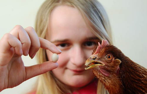 The smallest egg in the world