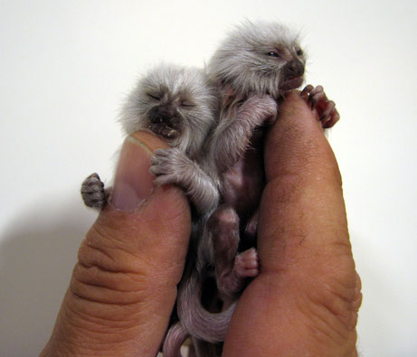 The smallest monkeys in the world