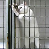 The smart cat opened the iron cage door