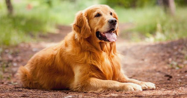 The smartest dog in the world