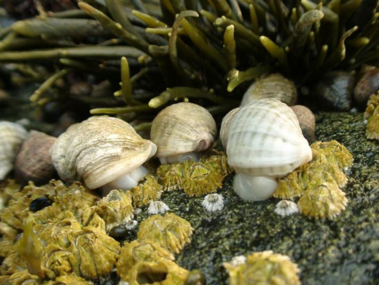 The snail shell is long