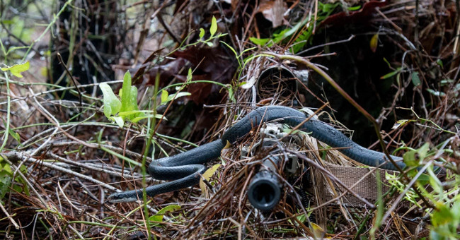 The snake image slithered across the sniper rifle throat causing unexpected fever