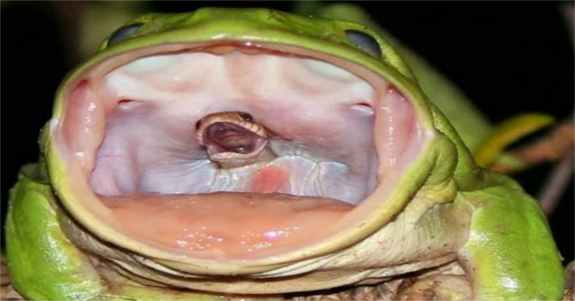 The snake snakes up to find its way out of the frog's throat