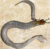 The snake was bitten off its belly when fighting the giant centipede