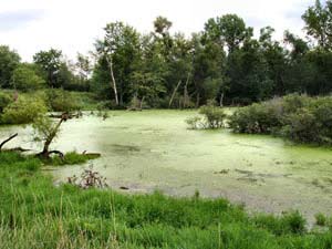 The soil only discharges without carbon storage
