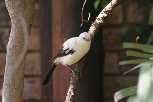 The song of the bird watching
