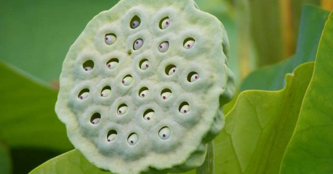 The source of trypophobia pneumonia