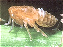 The southern plain meets brown pests