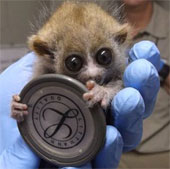 The species 'beasts' Southeast Asia is as small as a button