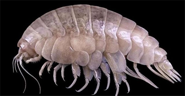 The species eats plastic in the deepest ocean groove in the world