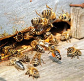The species of bees disappears, the species is extinct