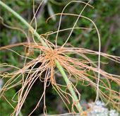 The species of blood-sucking plants