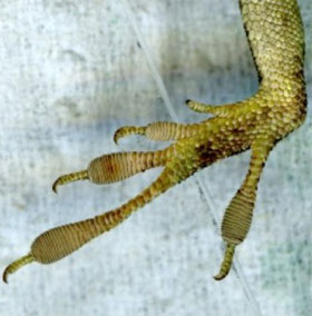 The species of Florida lizards evolved rapidly due to invasive species pressure