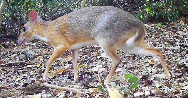 The species of half-deer and mouse-rats first re-export after 30 years in Vietnam