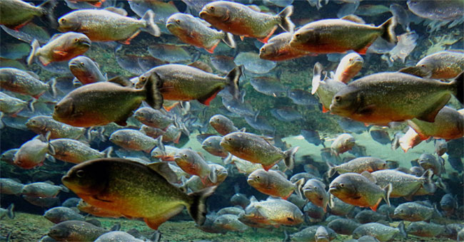 The speed of rapid killing of piranha predatory fish