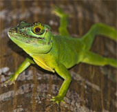 The speed of the evolution of the lizard's amazing little boy