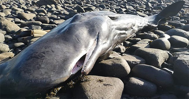 The sperm whale died on the English coast with a plastic sheet in his stomach