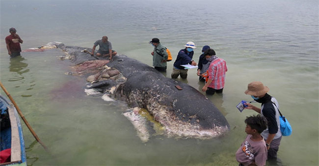 The sperm whale in Indonesia has 1,000 pieces of plastic in the abdomen