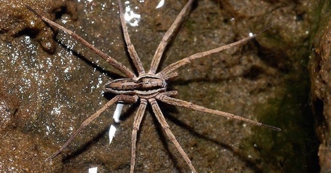The spider family has the most