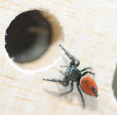 The spider in the United States goes astronaut