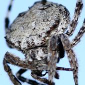 The spider is strong enough to stop a train