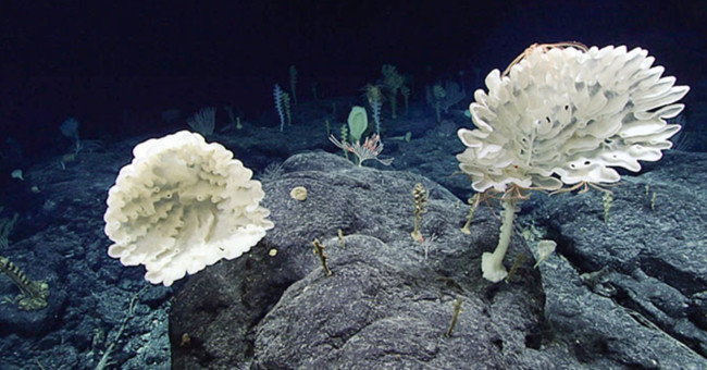 The sponge 'forest' at a depth of 2,000m below the US seabed