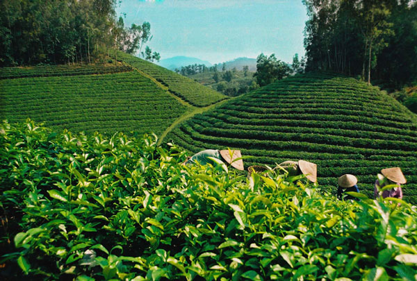 The sprinkler irrigation model for tea plants is effective