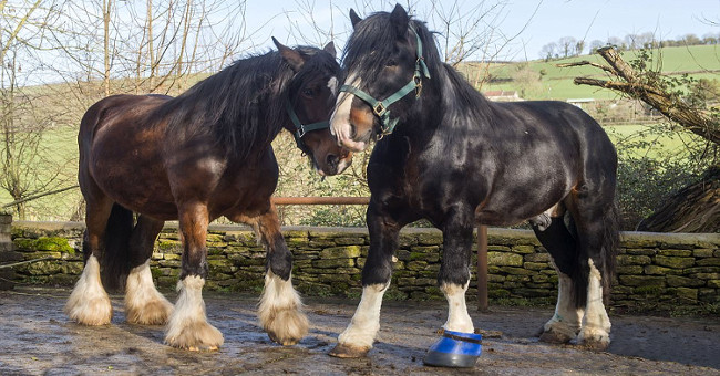 The stalled male horse revives his dying partner