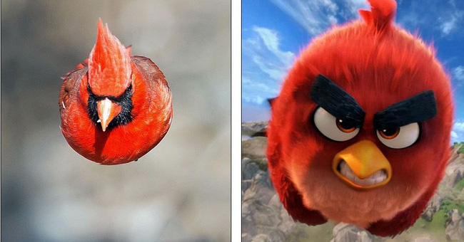 The standard real life model of the Red bird found in Angry Birds has been found