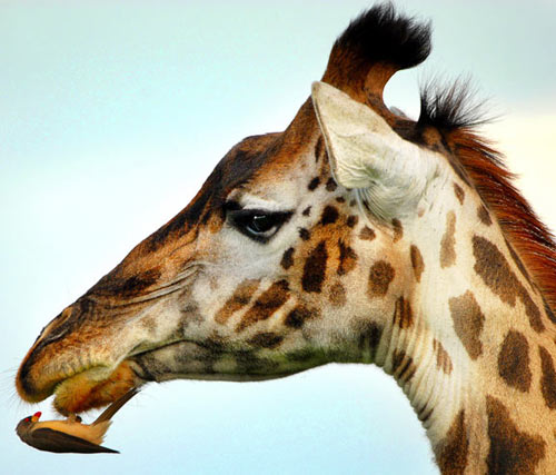 The starling bird wipes the mouth of the deer